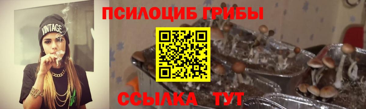 Псилоцибиновые грибы Psilocybe Нальчик